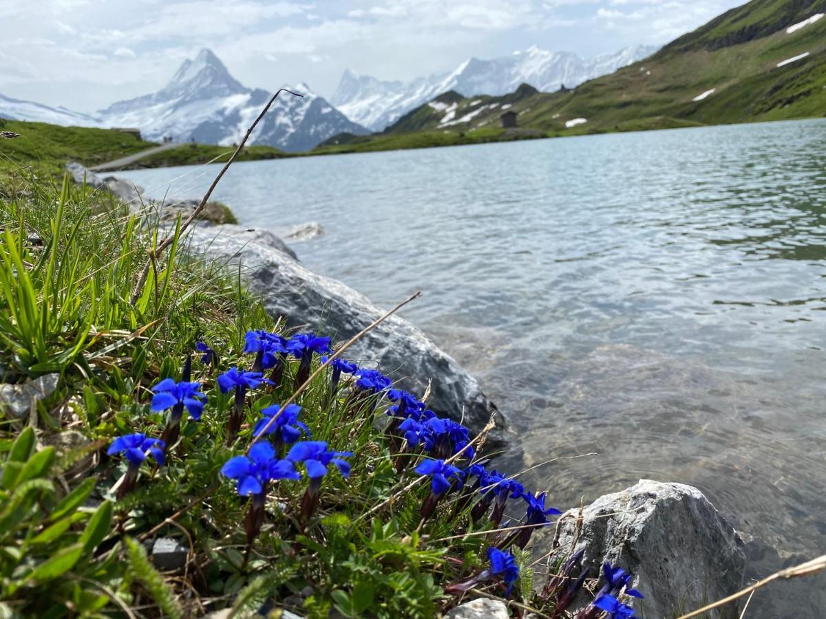 Chalet Herrschaft Гриндельвальд Экстерьер фото